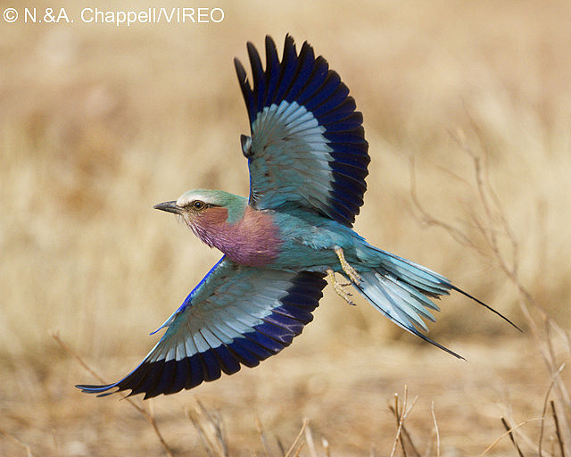 Lilac-breasted Roller c44-4-218.jpg